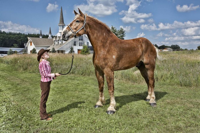 Самая высокая лошадь