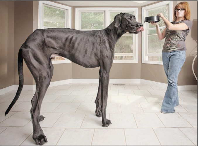 Самая высокая из живущих собак